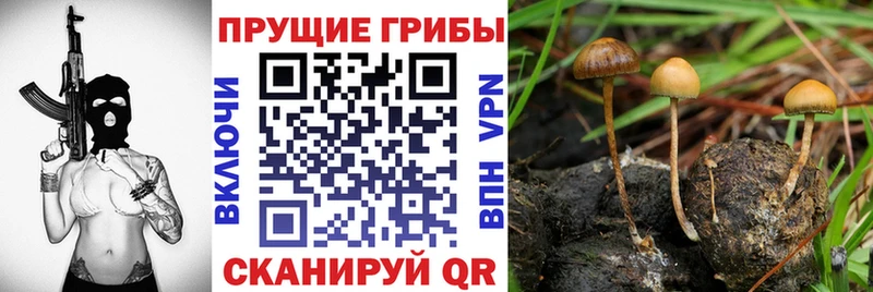 Псилоцибиновые грибы мицелий  Луза 